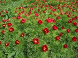 Paeonia tenuifolia