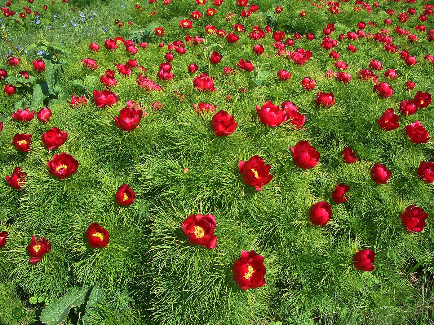 Изображение особи Paeonia tenuifolia.