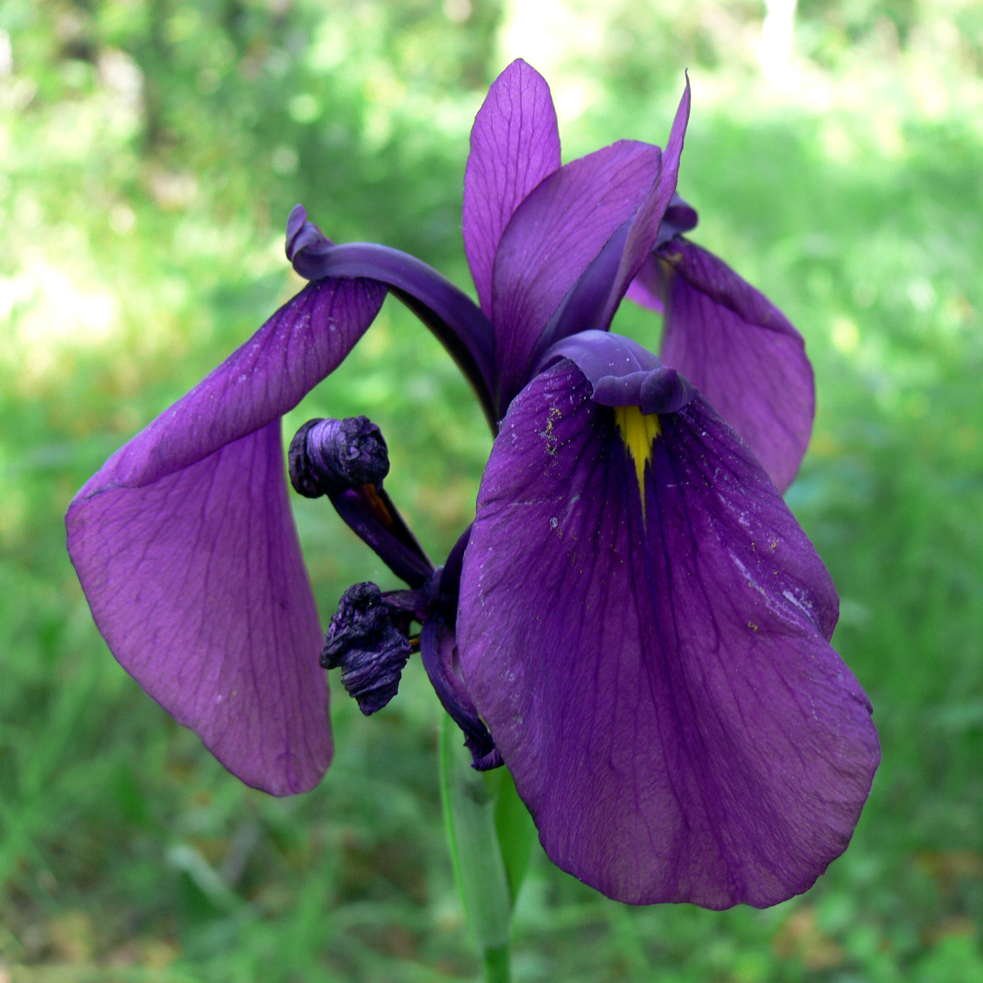 Изображение особи Iris ensata.