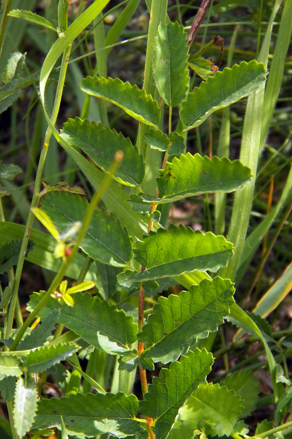 Image of Sanguisorba officinalis specimen.