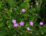 Geranium sylvaticum