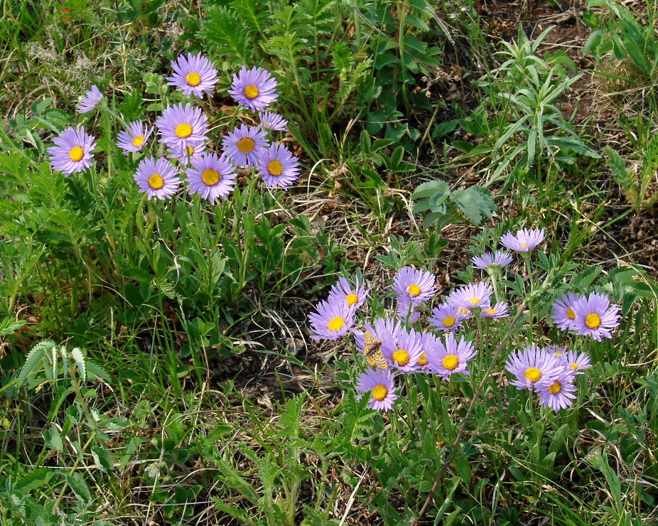 Изображение особи Aster alpinus.
