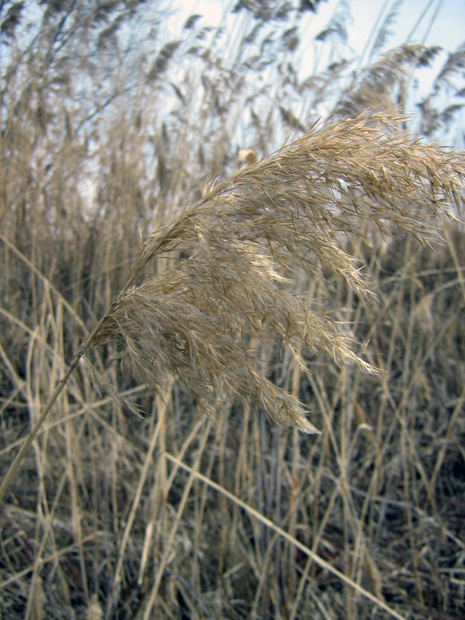 Image of Phragmites australis specimen.