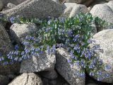 Mertensia maritima. Цветущее растение. Магаданская обл., окр. Магадана, бухта Гертнера, на берегу среди камней. 13.07.2009.