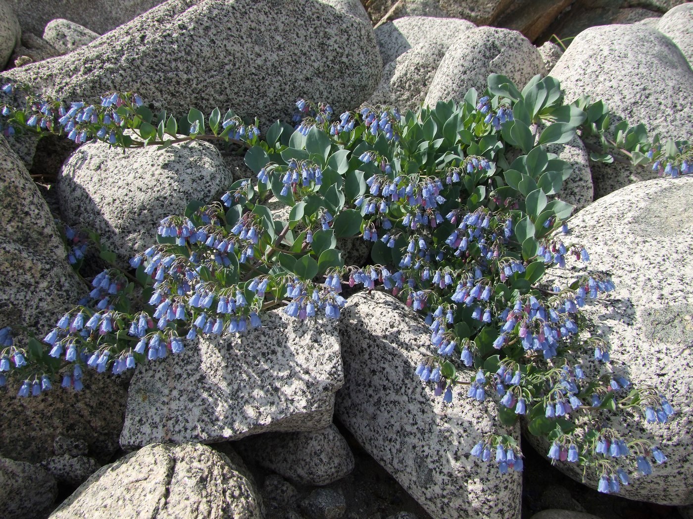 Изображение особи Mertensia maritima.