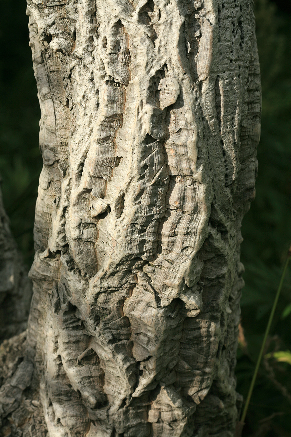 Image of Phellodendron amurense specimen.