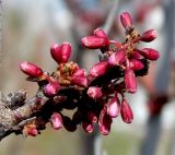 Cercis siliquastrum