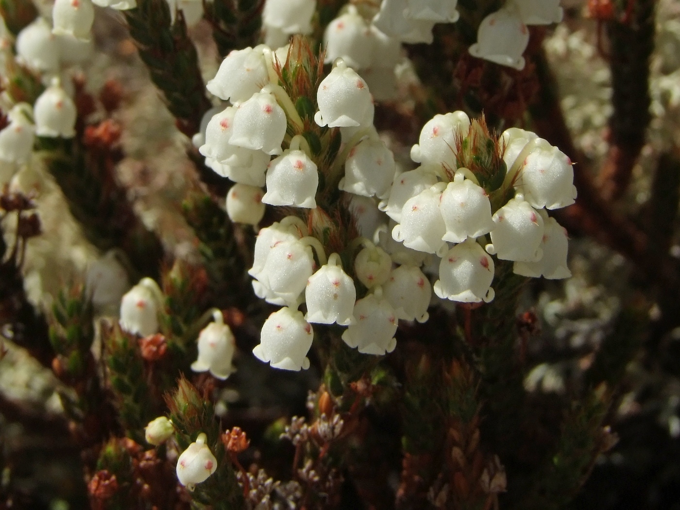 Изображение особи Cassiope ericoides.