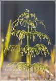Equisetum sylvaticum