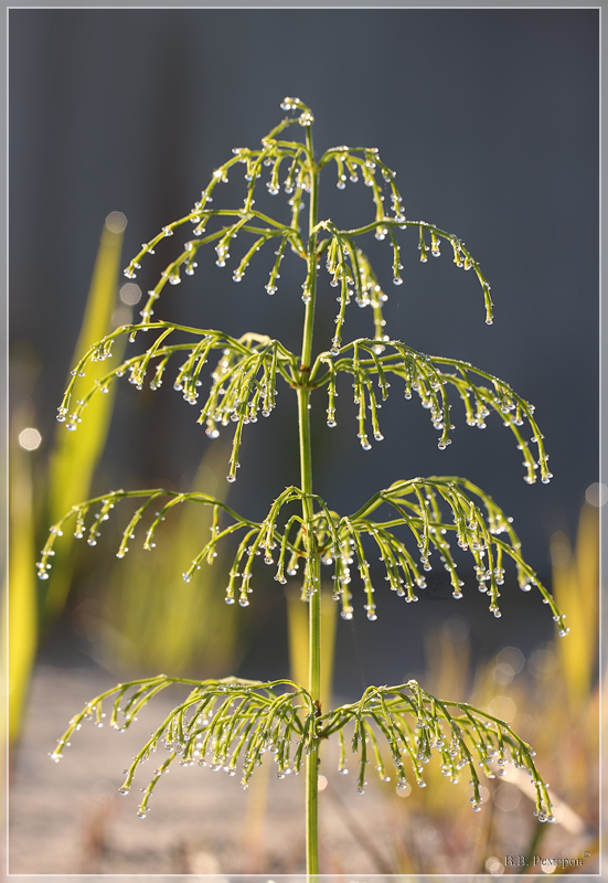 Изображение особи Equisetum sylvaticum.