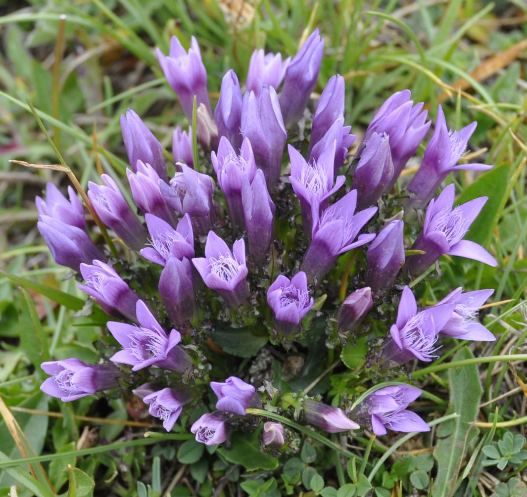 Image of Gentianella crispata specimen.