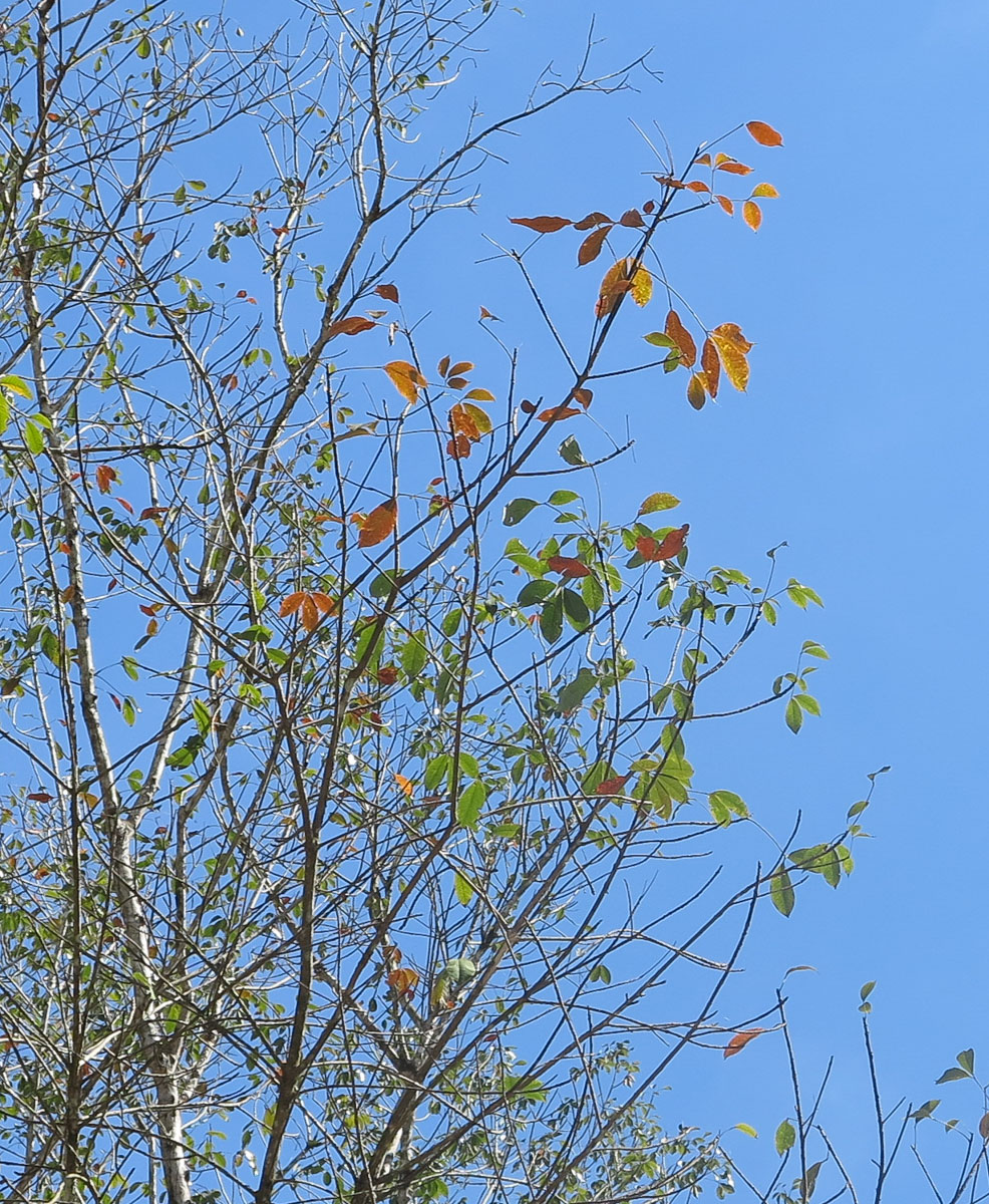 Изображение особи Hevea brasiliensis.