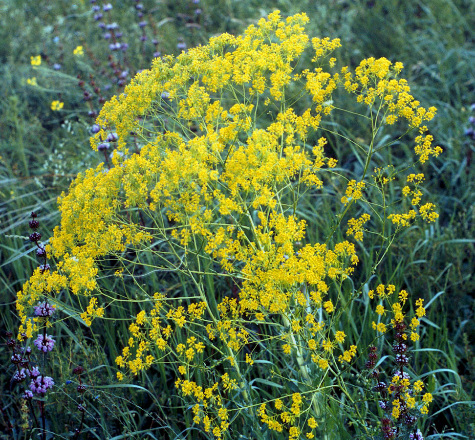 Изображение особи Isatis tinctoria.