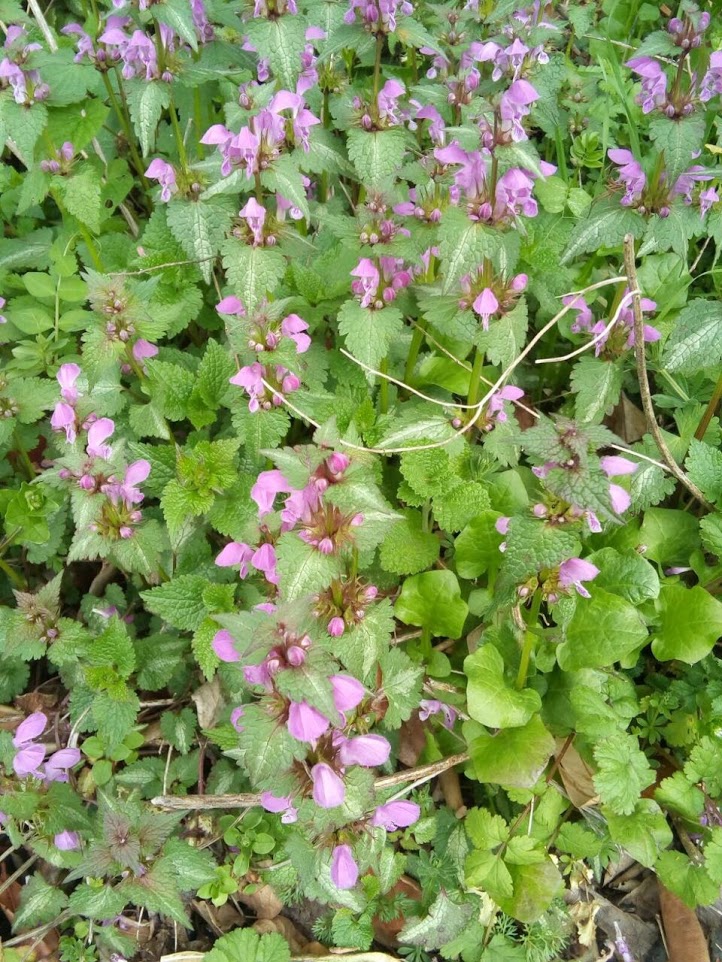 Изображение особи Lamium maculatum.