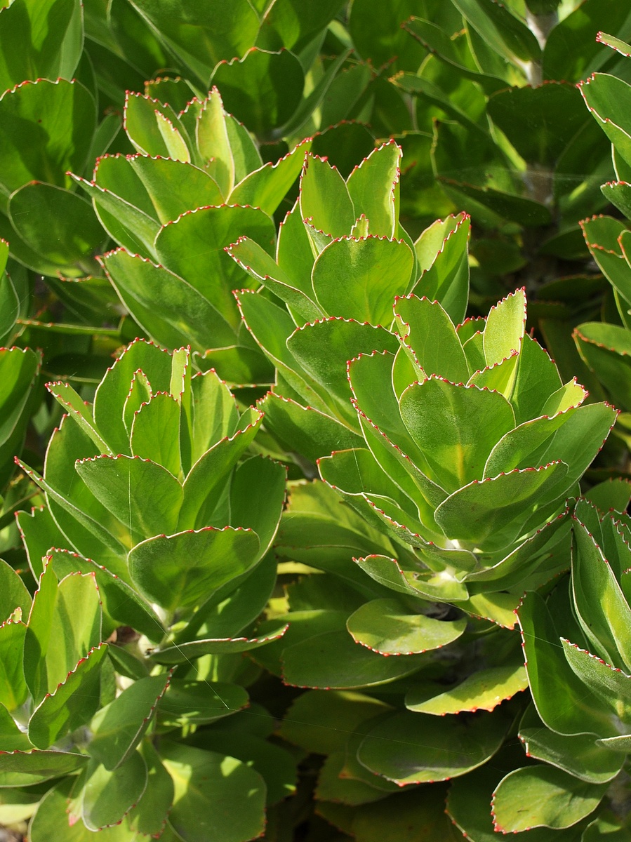 Image of Leucospermum conocarpodendron specimen.