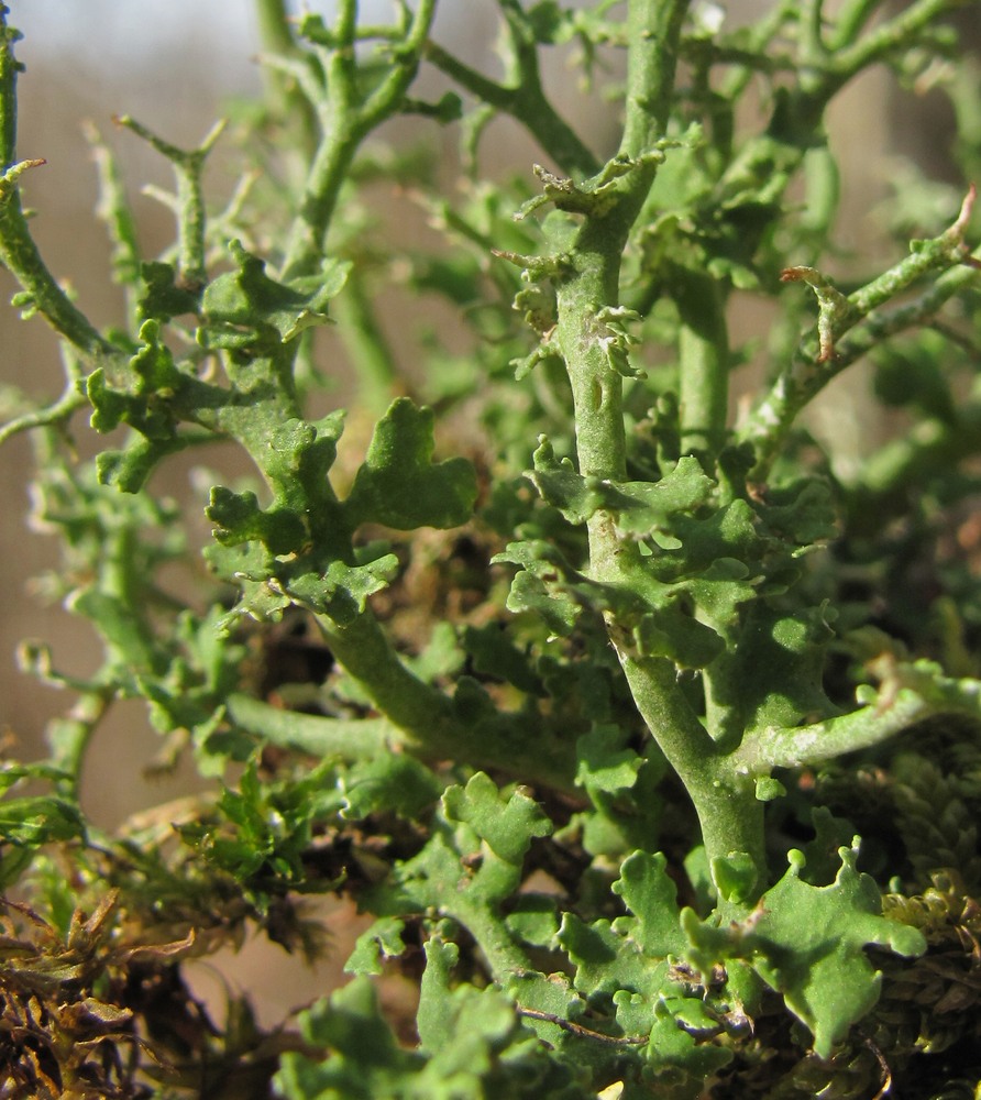 Изображение особи род Cladonia.