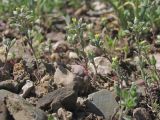 Alyssum smyrnaeum