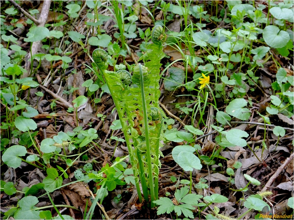 Изображение особи Matteuccia struthiopteris.