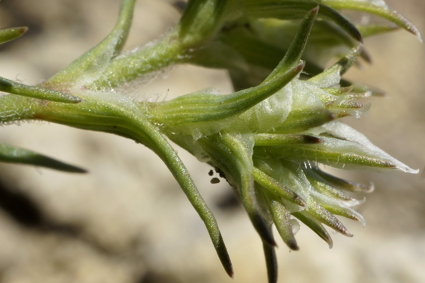 Image of Queria hispanica specimen.