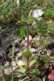 Cerastium semidecandrum