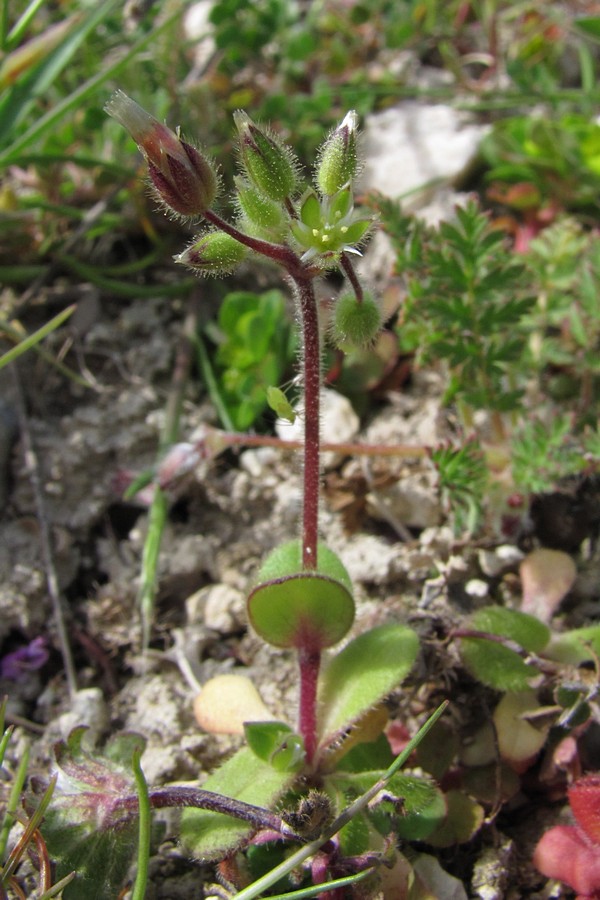 Image of Cerastium semidecandrum specimen.