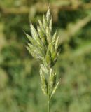 Bromus hordeaceus