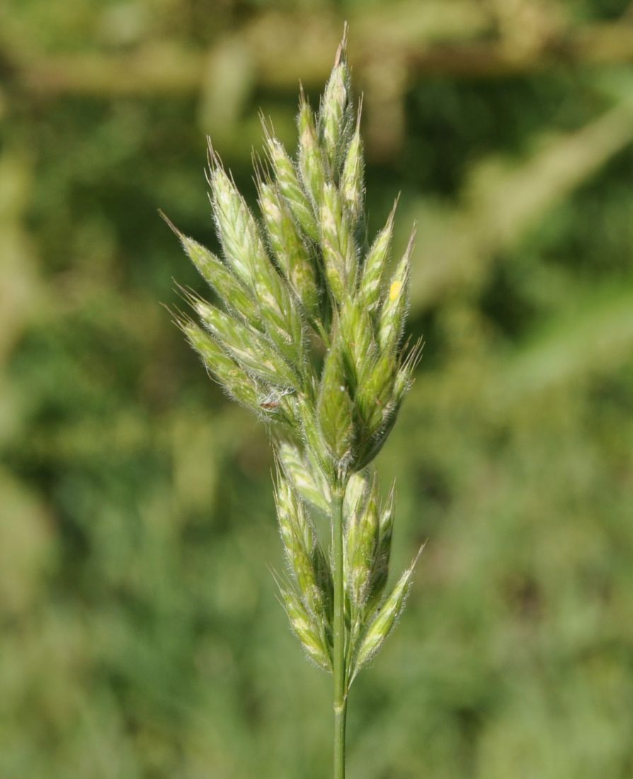 Image of Bromus hordeaceus specimen.