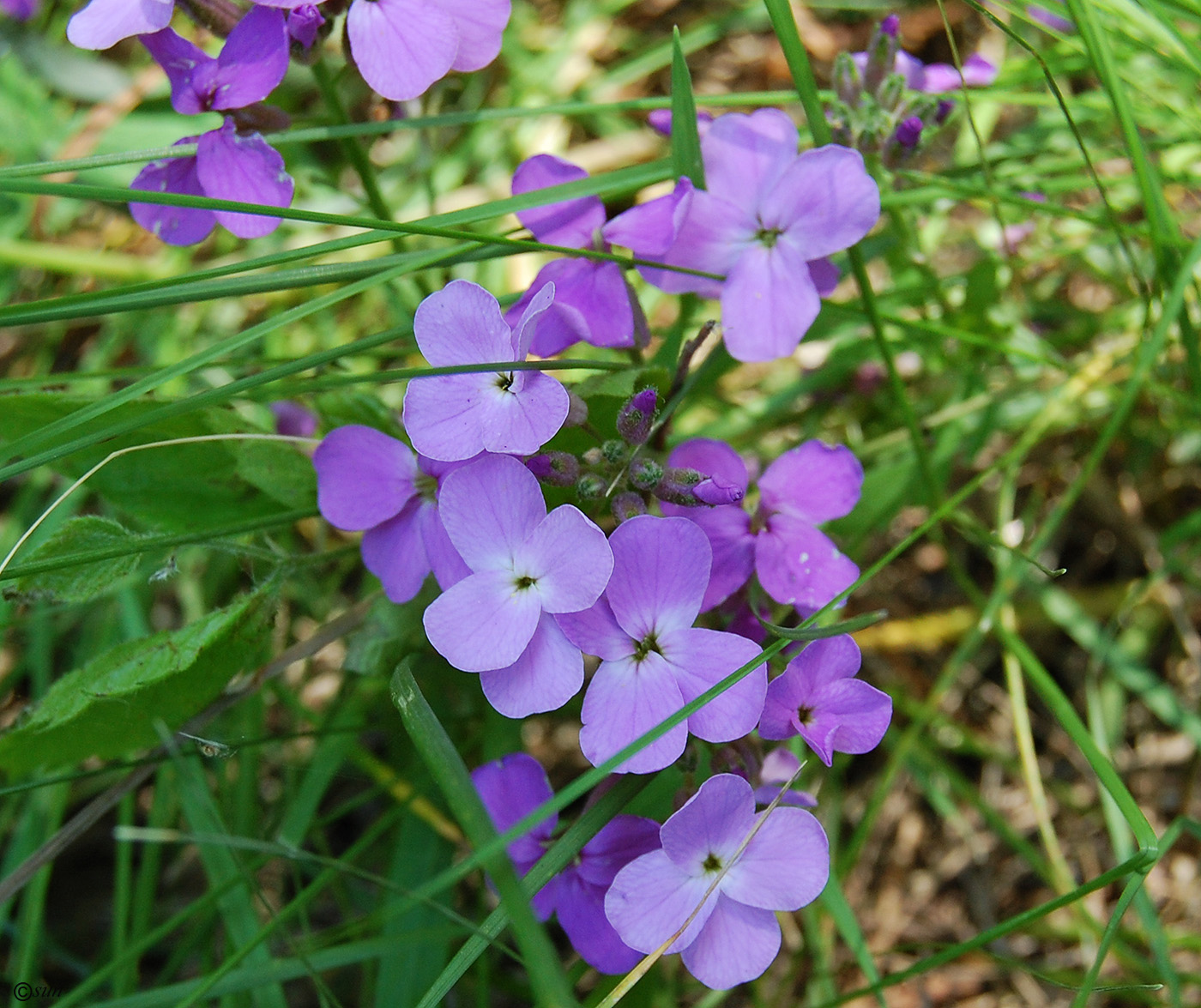 Изображение особи Hesperis matronalis.