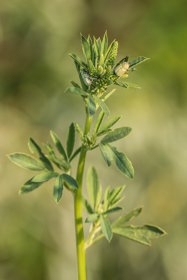 Изображение особи Melilotus albus.