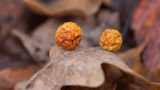 Смотреть изображение Quercus robur