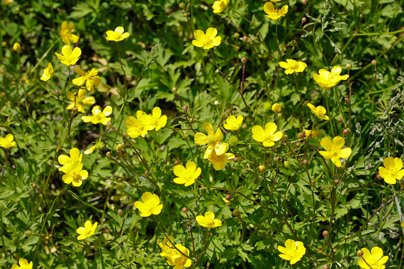Image of Ranunculus repens specimen.