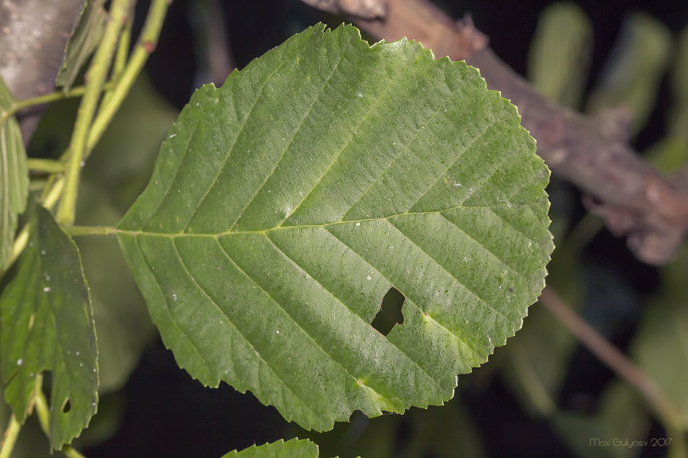 Изображение особи Alnus glutinosa.