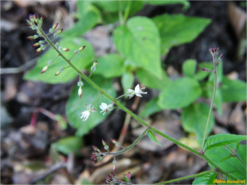 Image of Circaea lutetiana specimen.