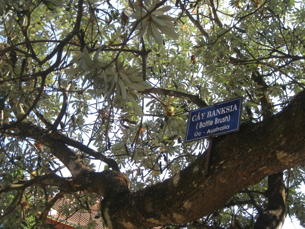 Image of Banksia marginata specimen.