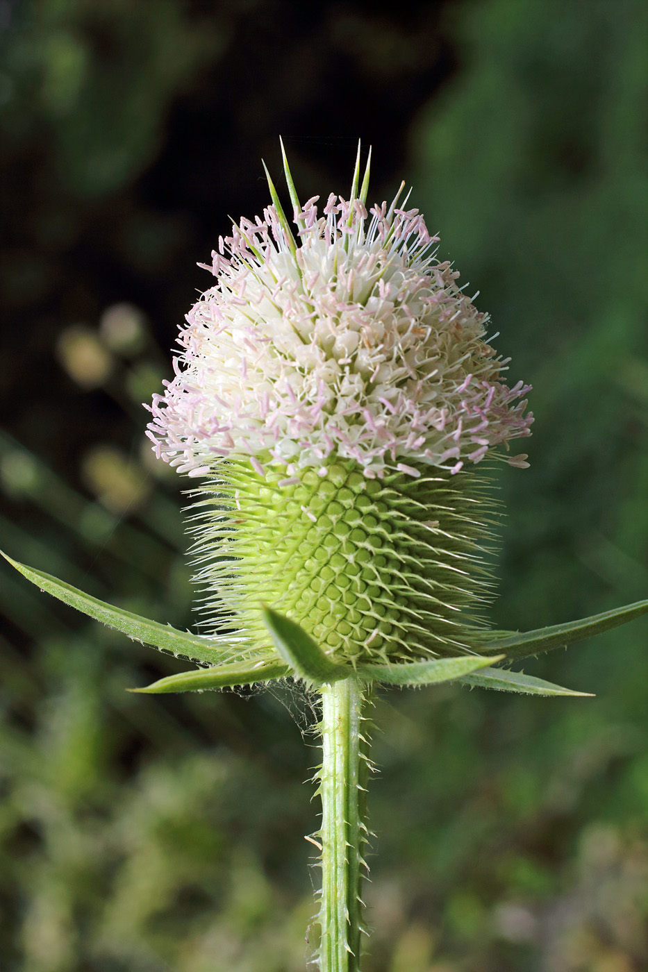 Изображение особи Dipsacus laciniatus.
