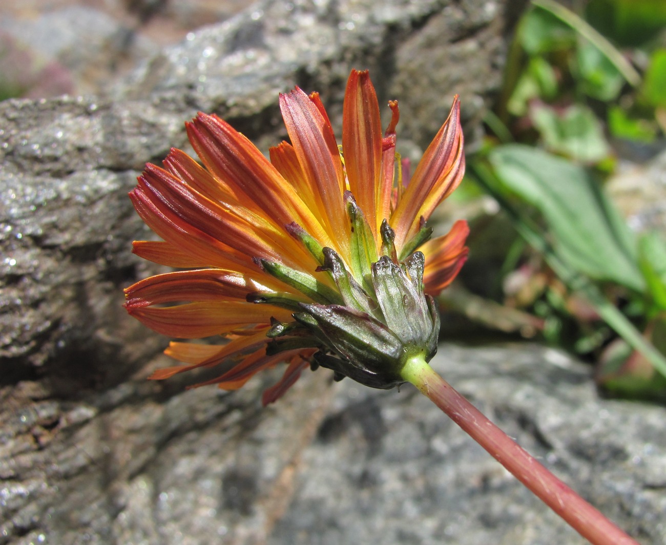 Изображение особи Taraxacum porphyranthum.