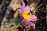 genus Pulsatilla. Цветок. Магаданская обл., Колымское нагорье, склон сопки близ пос. Ягодное. 30.05.2009.