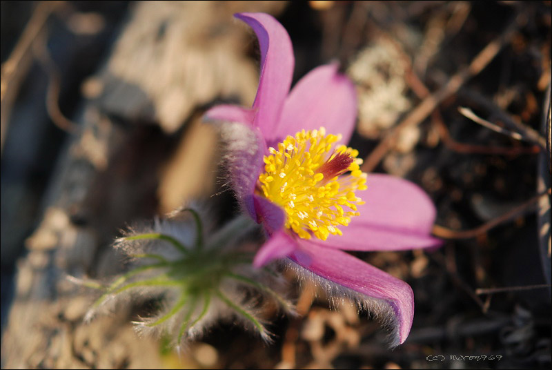 Изображение особи род Pulsatilla.