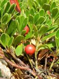 Arctostaphylos uva-ursi. Побеги со зреющими плодами. Испания, Центральная Кордильера, нац. парк Сьерра-де-Гуадаррама, гранитный массив La Pedriza, высота ок. 1650 м н.у.м. Июль.