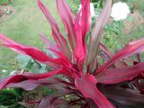 Cordyline rubra