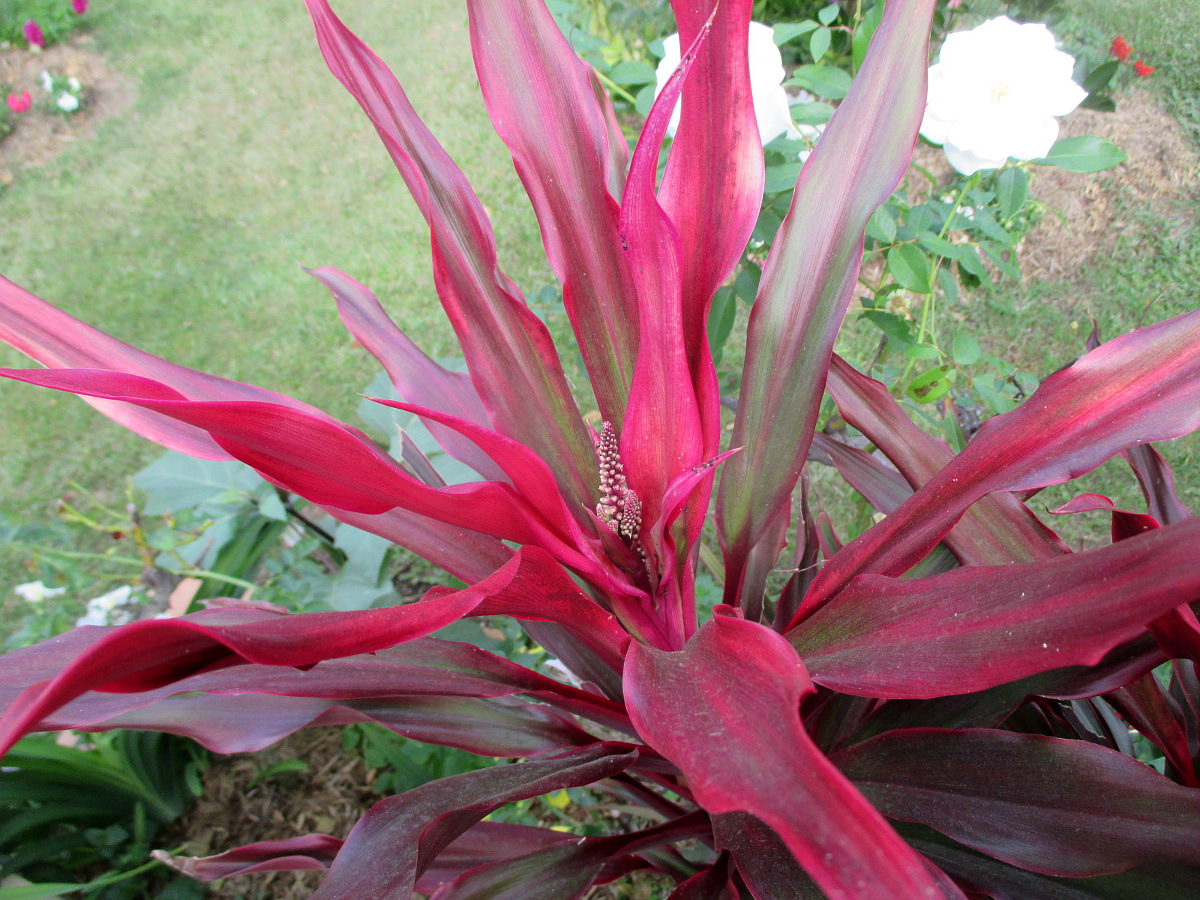 Image of Cordyline rubra specimen.