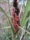 Gahnia aspera