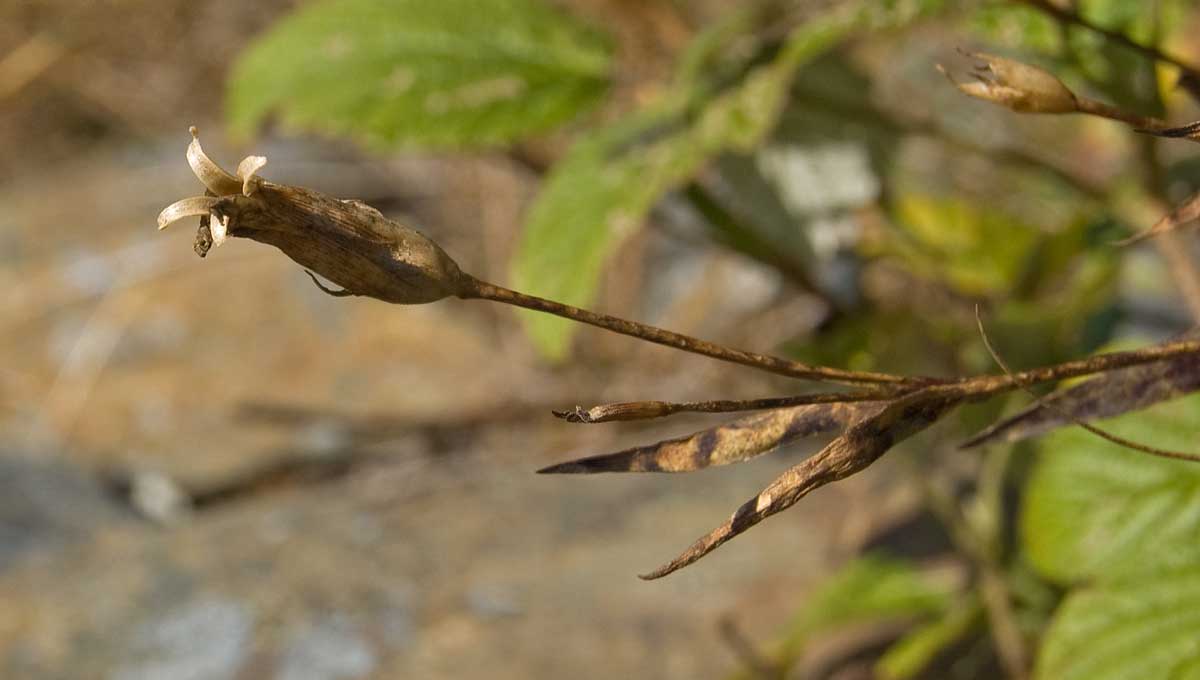 Изображение особи Dianthus versicolor.