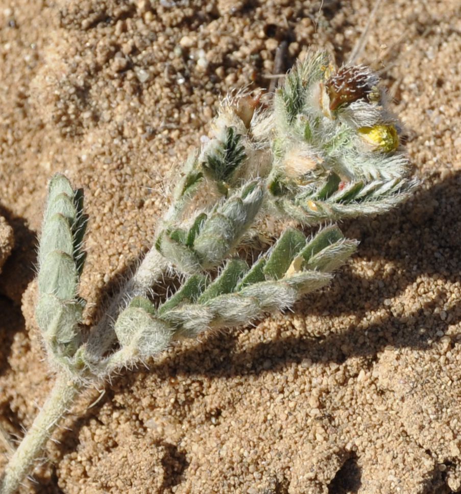 Изображение особи Tribulus terrestris.