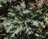 Artemisia absinthium