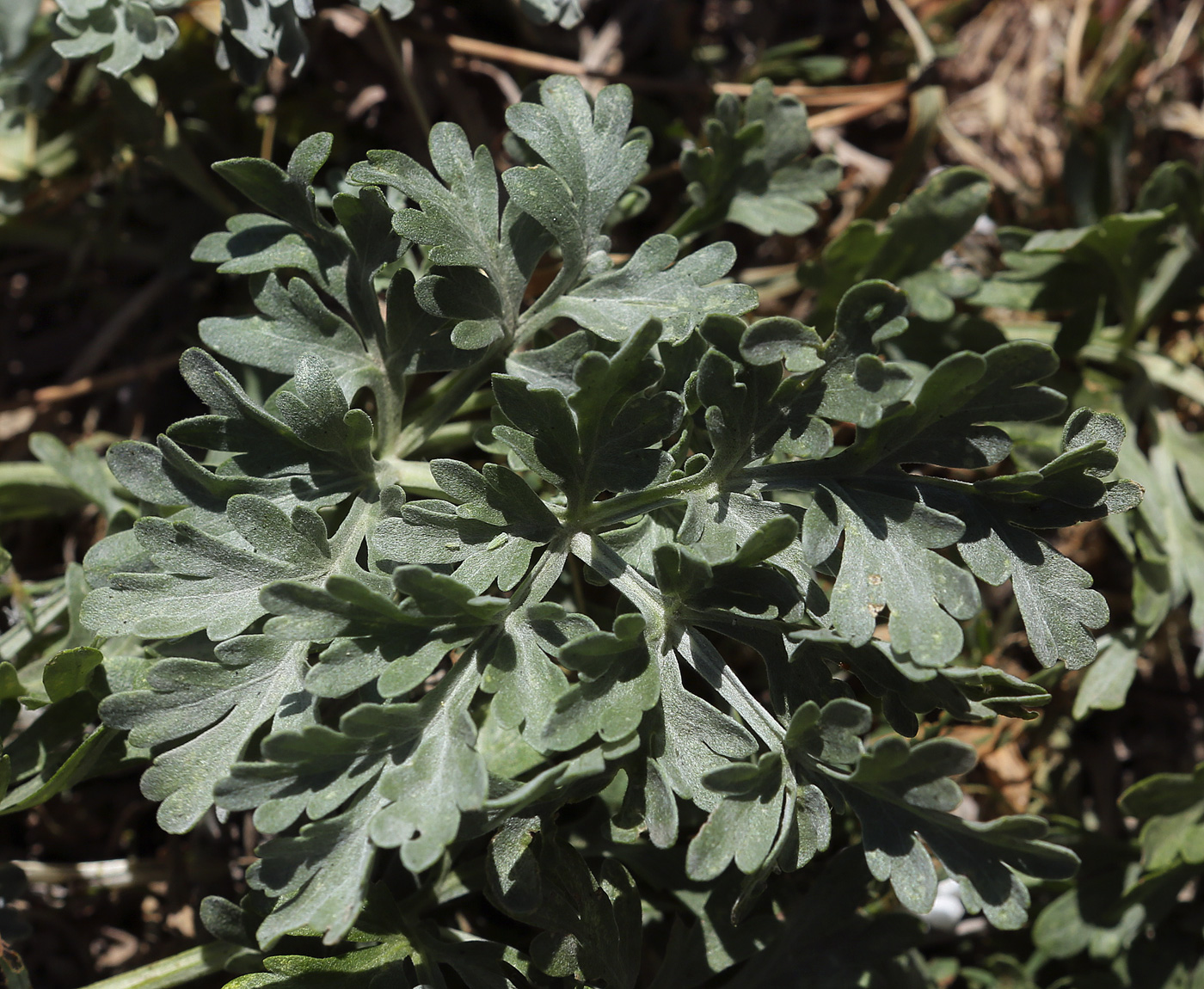 Изображение особи Artemisia absinthium.