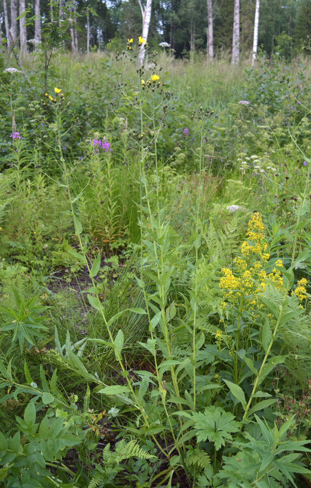 Image of Hieracium duderhofense specimen.