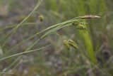 Carex middendorfii. Верхушки плодоносящих побегов. Сахалинская обл., Охинский р-н, окр. оз. Светлое. 13.07.2017.