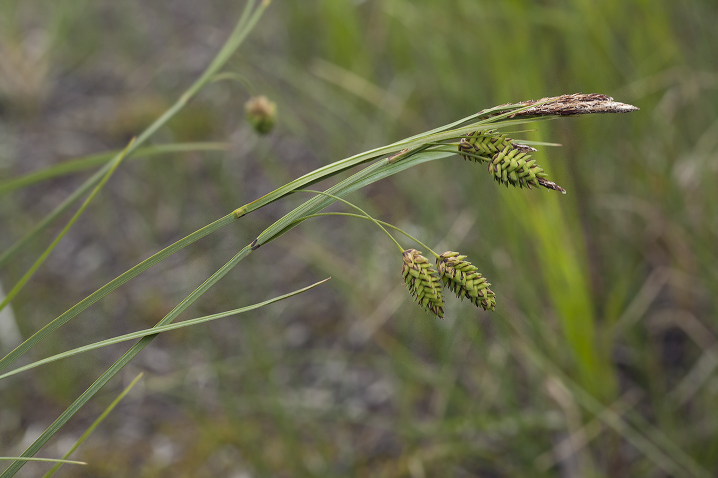 Изображение особи Carex middendorfii.