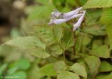 Corydalis подвид aegopodioides